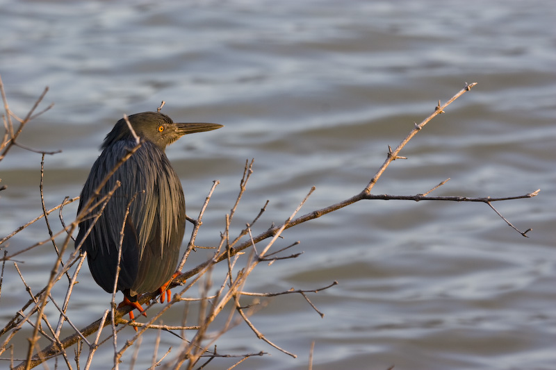 Lava Heron On Branch